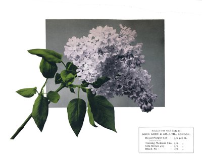 Senza titolo - Campione di John Kidd & Co. Ltd., 1910 da Unbekannt