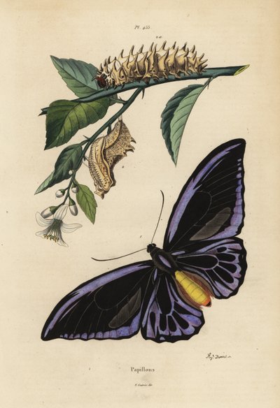 Birdwing settentrionale, Ornithoptera priamus urvillianus, e crisalide e larva del birdwing comune, Troides helena da Unbekannt