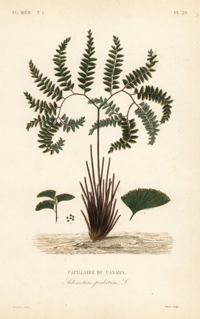 Felce capelvenere del nord o felce a cinque dita, Adiantum pedatum, Capillaire du Canada da Unbekannt
