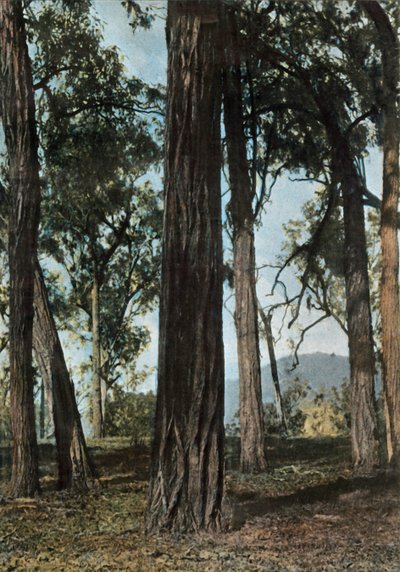 Nuova Guinea. Il Legno di Ferro, Papua Nuova Guinea - Alberi di Ferro, 1900 da Unbekannt