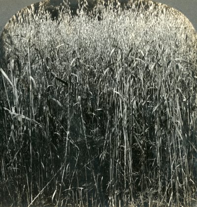 Avena in crescita, Pennsylvania, USA, 1903 da Unbekannt