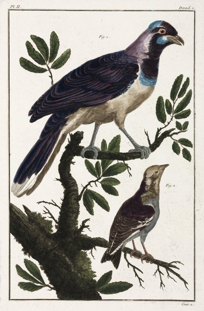 Uccelli tropicali: taccola di Cayenna e cotinga delle Molucche da Unbekannt