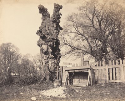 Vecchio albero vicino a Chatham da Unbekannt