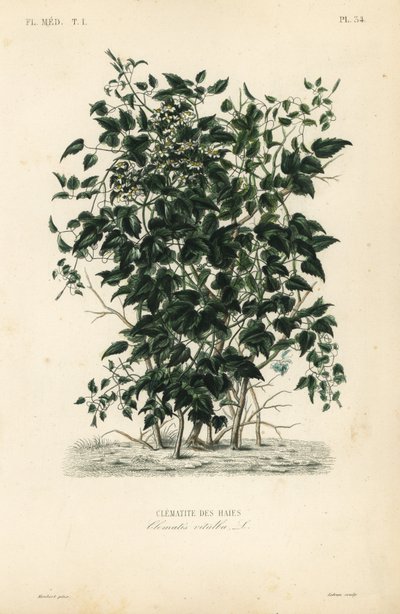 Barba di vecchio, Clematis vitalba da Unbekannt