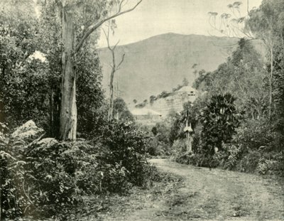 Sulla strada di Illawarra, N.S.W., 1901 da Unbekannt