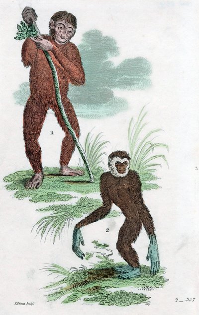 Orang Utang e Gibbon, 1822 da Unbekannt