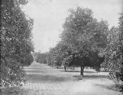 Aranceto, Siviglia, Florida, c1897 da Unbekannt