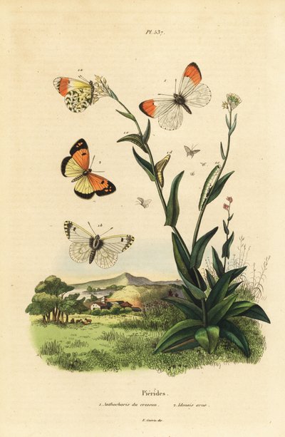 Farfalla punta d