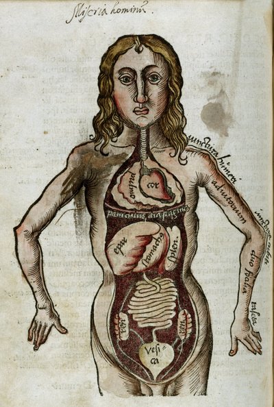 Organi Figura di un uomo con i suoi organi interni esposti da Unbekannt