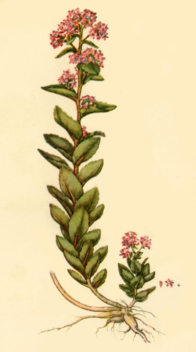 Orpine, 1777, 1944 da Unbekannt