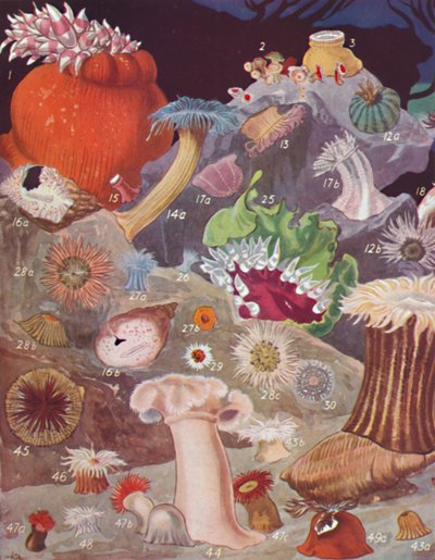 Oltre Cinquanta Varietà di Anemoni di Mare, 1935 da Unbekannt