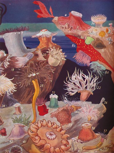 Oltre cinquanta varietà di anemoni di mare, 1935 da Unbekannt