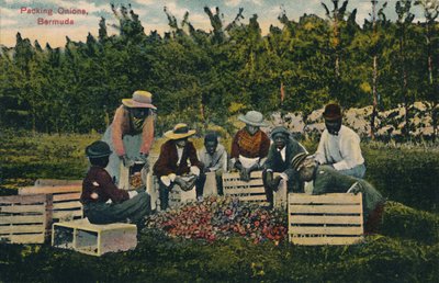 Imballaggio delle cipolle, Bermuda, inizio XX secolo da Unbekannt