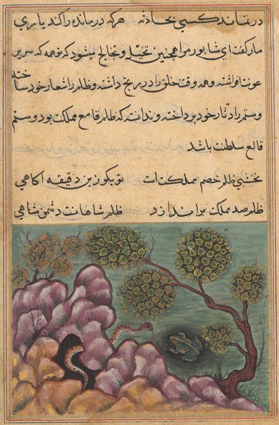 Pagina da Tales of a Parrot Tuti-nama: Ventiseiesima notte: La rana detronizzata..., c. 1560 da Unbekannt