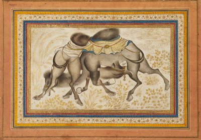 Pagina da un muraqqa disperso, o album, raffigurante due cammelli che combattono, dipinto c1675 da Unbekannt