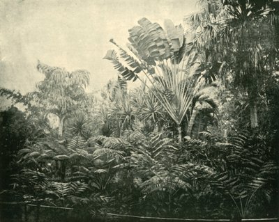 Isola di Palme e Felci, Giardini Botanici, Brisbane, 1901 da Unbekannt