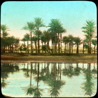 Palme riflesse nell
