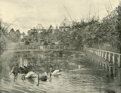 Stagno di papiro, Giardini Botanici di Brisbane, 1901 da Unbekannt