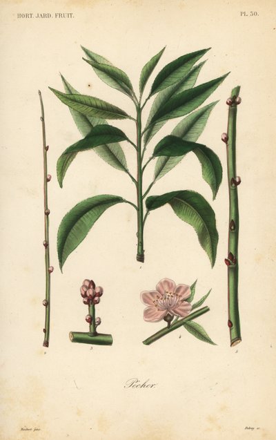 Albero di pesco da Unbekannt