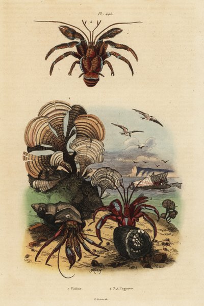Coda di pavone, Padina pavonica 1, paguro comune, Pagurus bernhardus 2, paguro dagli occhi blu, Paragiopagurus diogenes 3, e Pagurus alatus 4 da Unbekannt