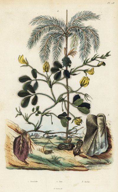 Pianta di arachide, Arachis hypogaea 1, palma di areca, Areca catechu 2, e mollusco bivalve Arca semi-torta, Trisidos semitorta 3 da Unbekannt