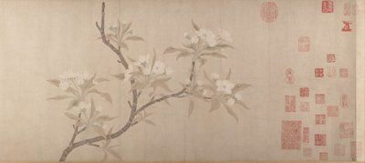 Fiori di pero da Unbekannt