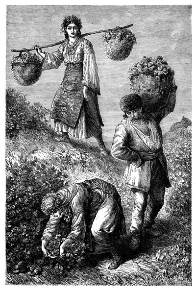 Contadini che raccolgono rose in Roumelia, c. 1890 da Unbekannt