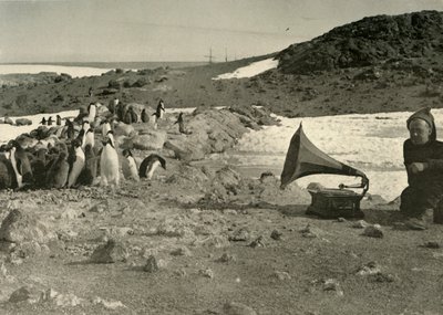 Pinguini che ascoltano il grammofono durante l