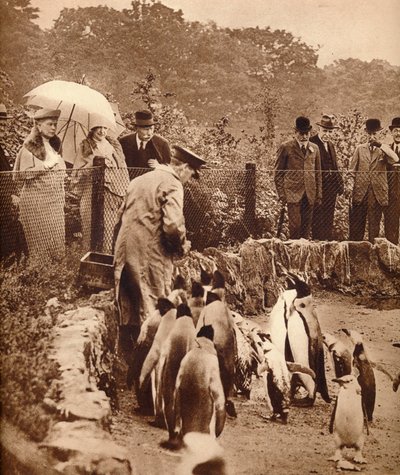 Pinguini in parata per il re, 1934 1935 da Unbekannt