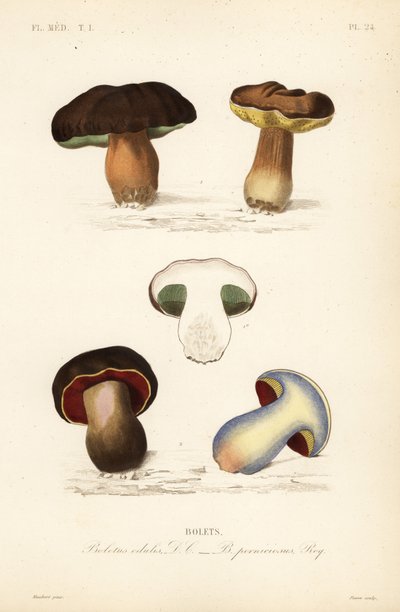 Porcino, Boletus edulis, e boleto lurido, Suillellus luridus da Unbekannt