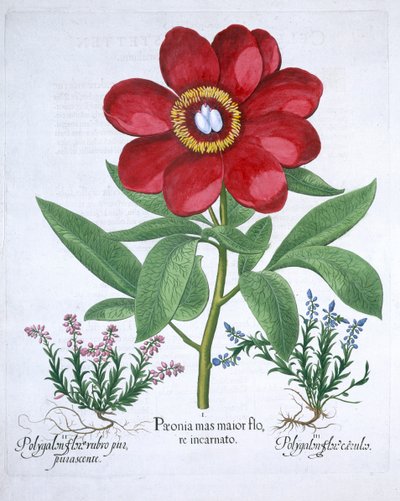 Peonia e due poligoni, 1613 da Unbekannt
