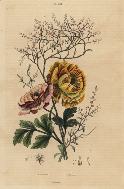 Ranuncolo persiano, Ranunculus asiaticus 1, e indaco cinese, Persicaria tinctoria 2 da Unbekannt