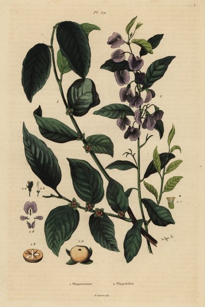 Cachi, Diospyros kaki, e albero di hovea o cespuglio blu karri, Hovea elliptica Platychilum celsianum da Unbekannt