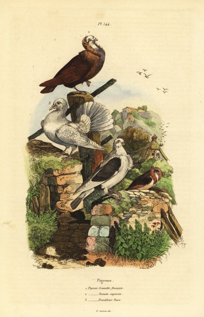 Razze di piccione Columba livia: cravatta francese, monaca cappuccina, pavone tremolante da Unbekannt