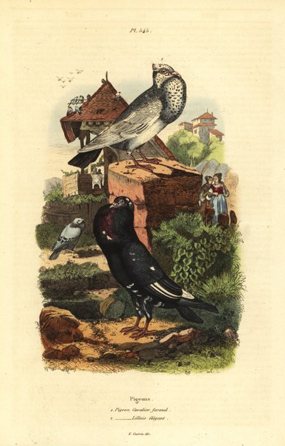 Razze di piccione Columba livia: piccione cavaliere faraud, piccione lillois elegante da Unbekannt