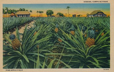 Campo di Ananas - Habana, Campo De Pinas, c. 1910 da Unbekannt