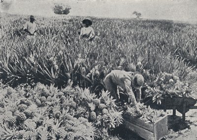 Campo di ananas, Queensland, 1923 da Unbekannt