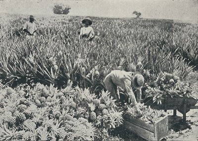Piantagione di ananas, 1916 da Unbekannt