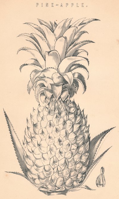 Ananas da Unbekannt