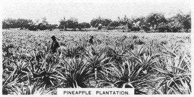 Piantagione di Ananas, Australia, 1928 da Unbekannt