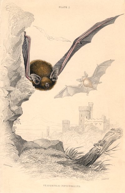 Pipistrello Pipistrellus pipistrellus da Unbekannt