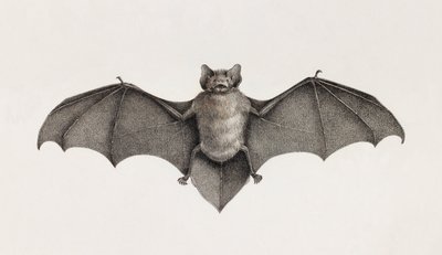 Pipistrello Pipitrelle, pipistrelli in Egitto da Unbekannt
