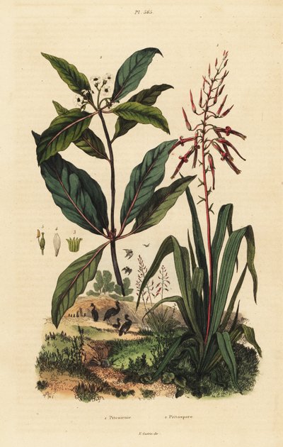 Pitcairnia bifrons 1, e albero di bosso vittoriano, Pittosporum undulatum 2 da Unbekannt