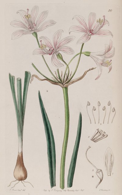 Placea ornata da Unbekannt