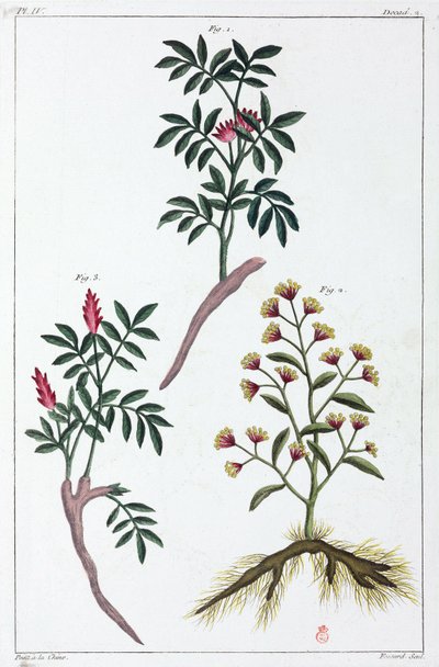 Piante medicinali, Cina da Unbekannt