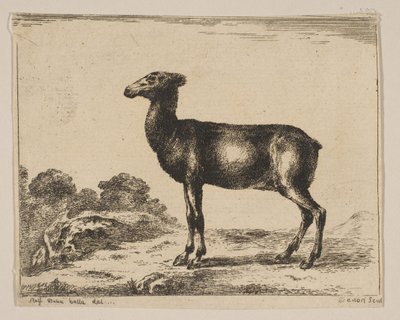 Tavola 15: cerva, da Vari animali Diversi animali, dopo il 1641 da Unbekannt