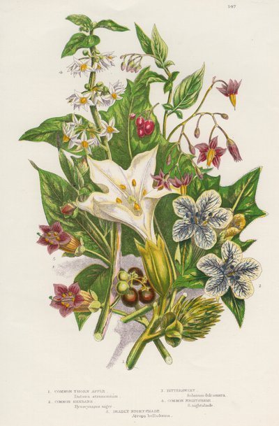 Piante velenose, c1885 da Unbekannt