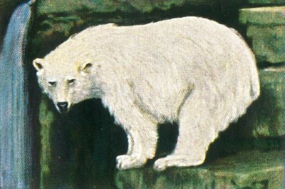 Orso polare da Spitzbergen, c1928 da Unbekannt
