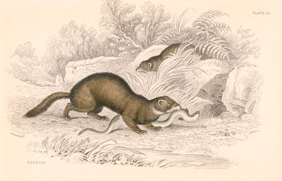 Furetto Mustela putorius, membro della famiglia delle donnole da Unbekannt