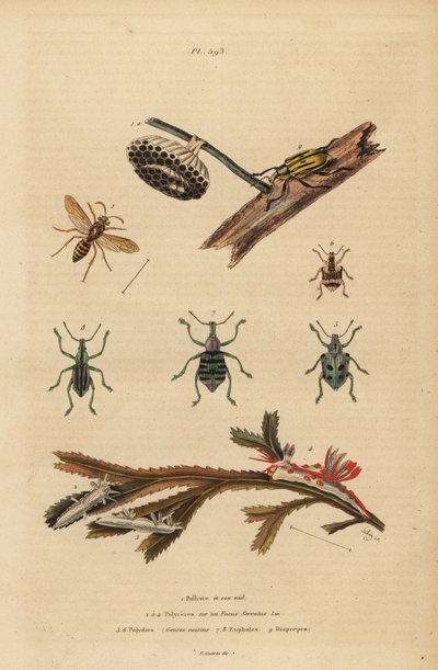 Polistes gallicus, vespa di carta e nido, punteruolo blu, Eupholus schoenherri, punteruolo delle radici, Diaprepes abbreviatus, nudibranchi Polycera, Ancula gibbosa, ancula atlantica, su alghe da Unbekannt
